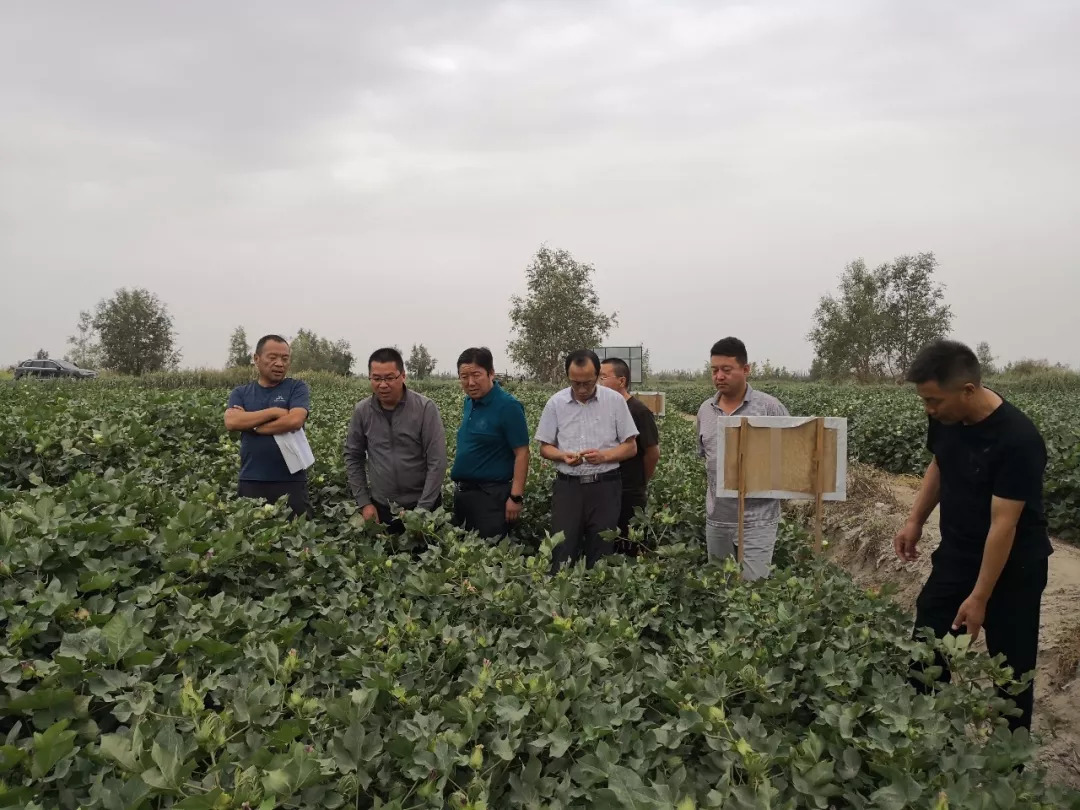 富全新科種業加入新疆棉花科技創新聯合體